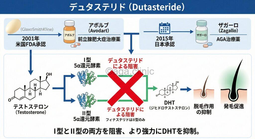 当サイトオリジナルのデュタステリド解説イラスト
