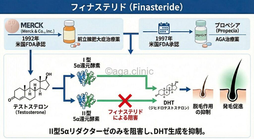 当サイトオリジナルのフィナステリド解説イラスト