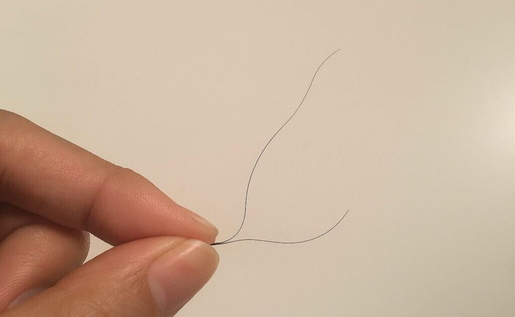 2本に繋がった抜け毛